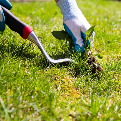 Weed Control